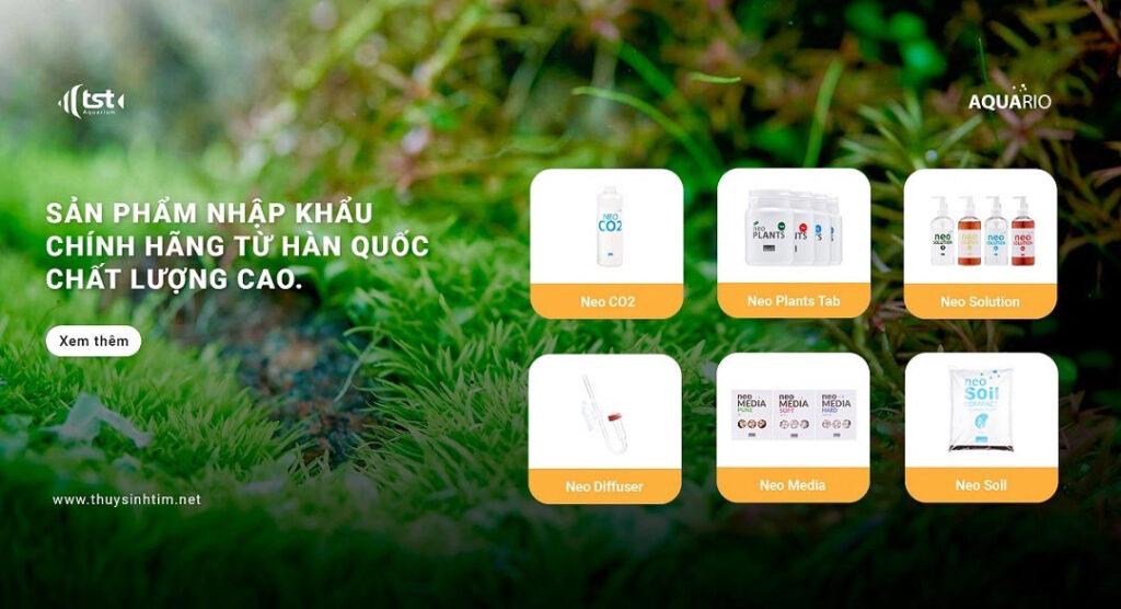 Cung Xử Nữ Hợp Cây Gì Để Mang Lại May Mắn Và Tài Lộc? slide1