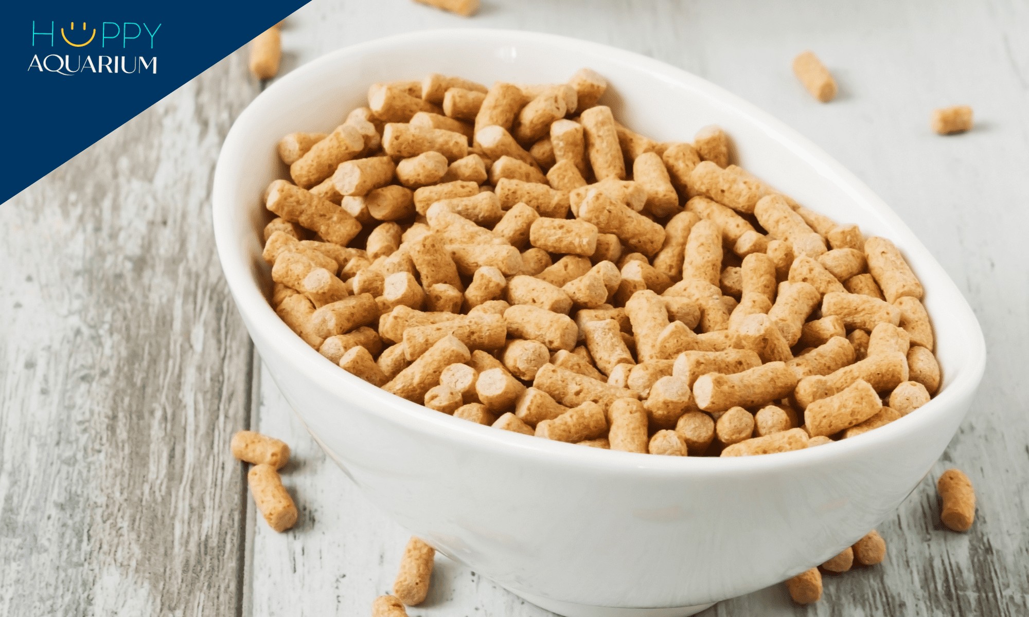 Cho cá betta ăn đúng cách