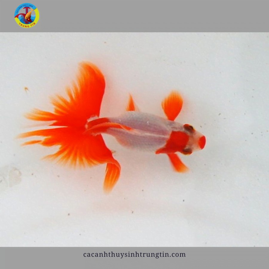 Cá ba đuôi bướm với vây đuôi xòe rộng