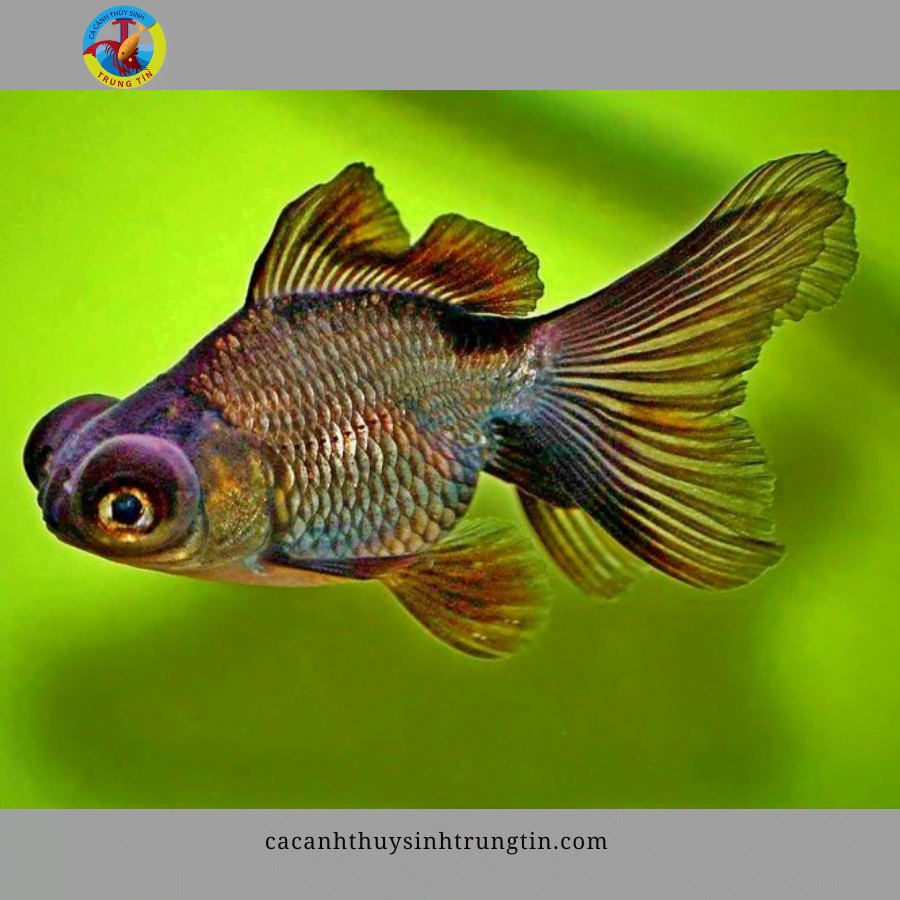 Cá ba đuôi mắt lồi đen bơi trong bể kính