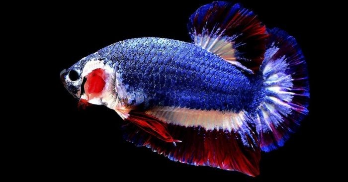 Môi trường sống sạch sẽ ảnh hưởng lớn đến tuổi thọ cá Betta