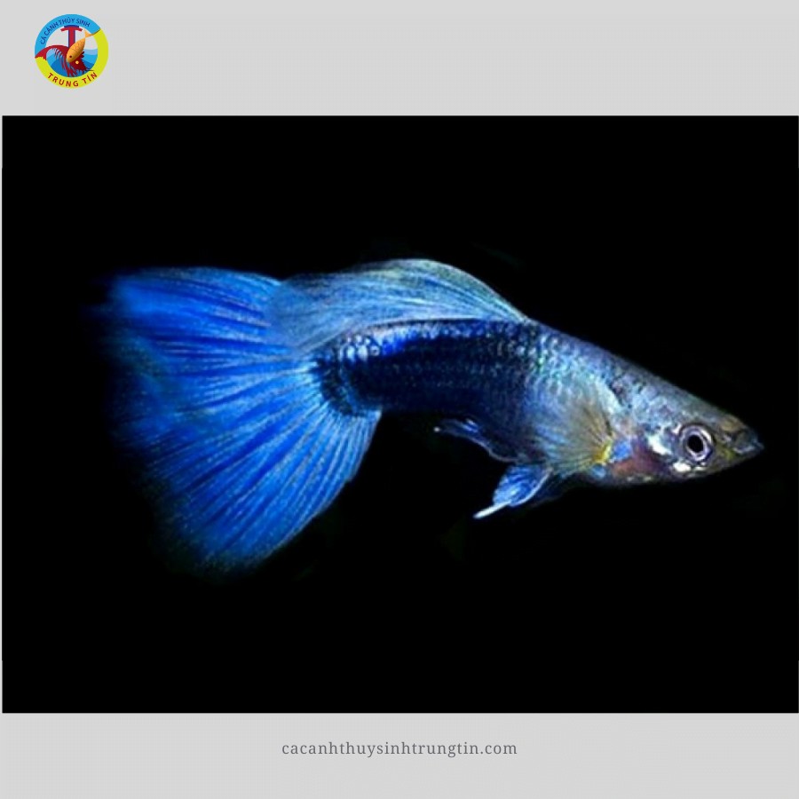 7 mau blue tazzan 3 1