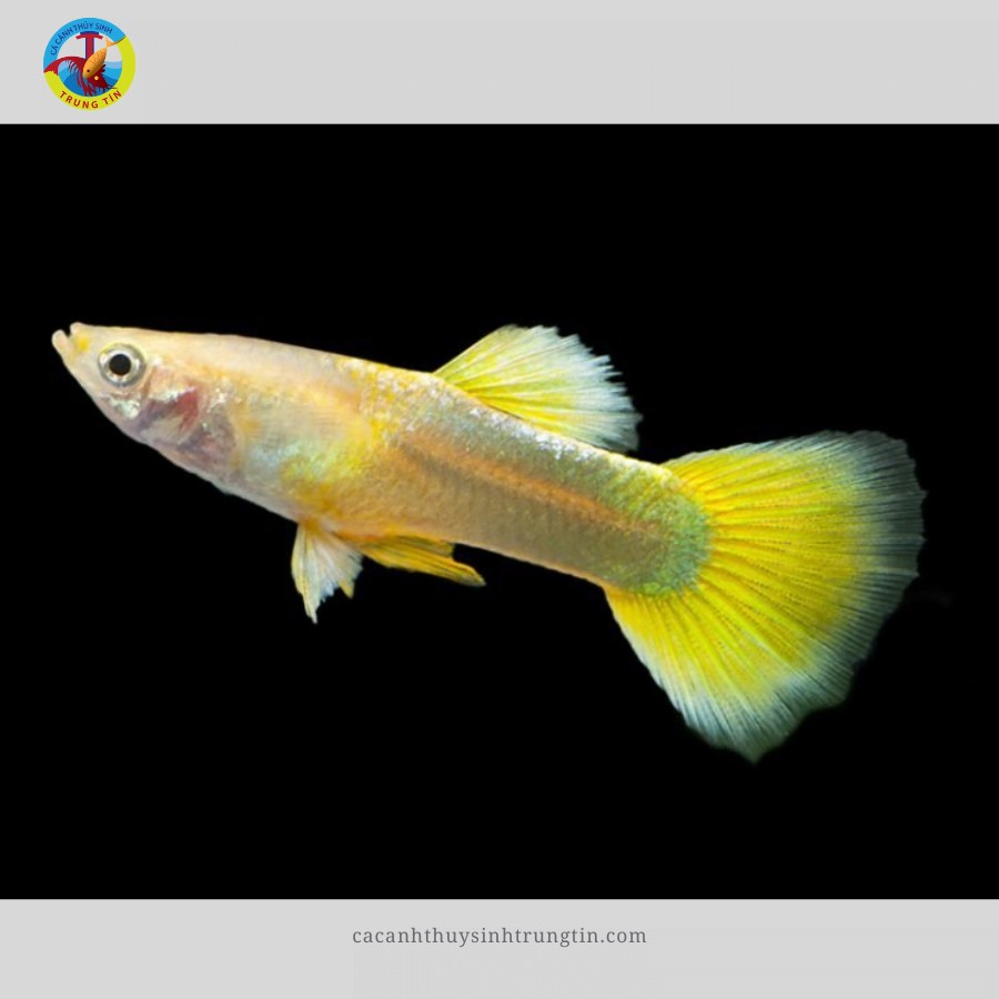 Cá bảy màu Full Gold vàng óng ả