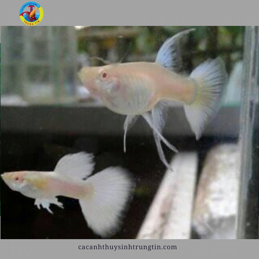 Cá bảy màu Full Platinum trắng sáng ánh kim