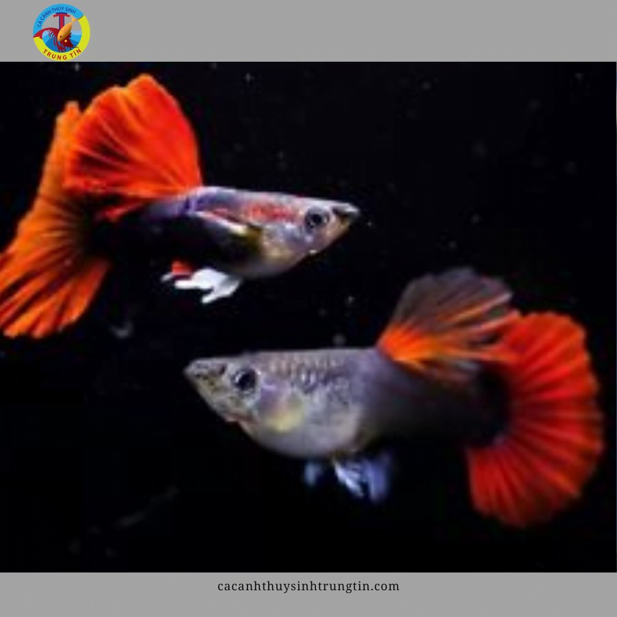 Cá bảy màu HB Red Rose quyến rũ