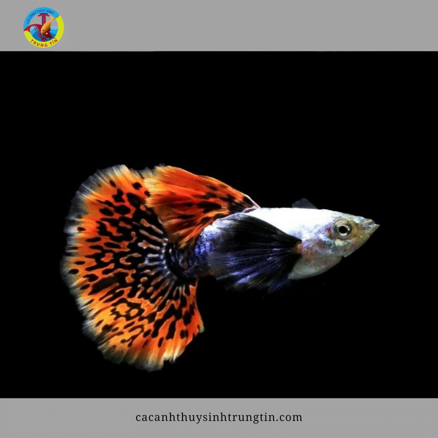 Cá Bảy màu Rồng Đỏ mạnh mẽ