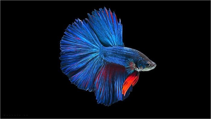 Cá Betta có thể sống từ 3 đến 5 năm nếu chăm sóc tốt