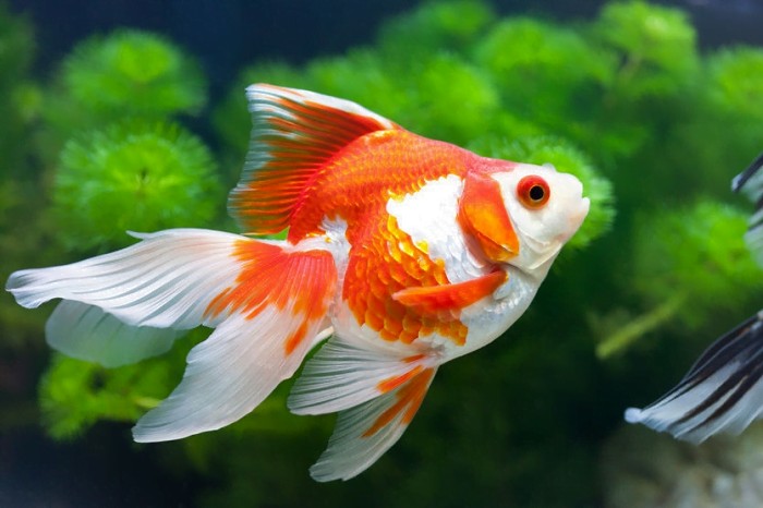 Cá ba đuôi thường với thân hình thon gọn