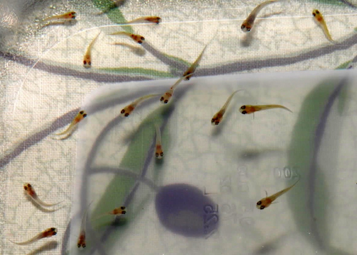 Đàn cá bảy màu con khỏe mạnh trong bể thủy sinh