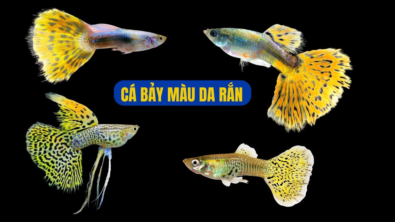 Cá bảy màu da rắn với hoa văn độc đáo