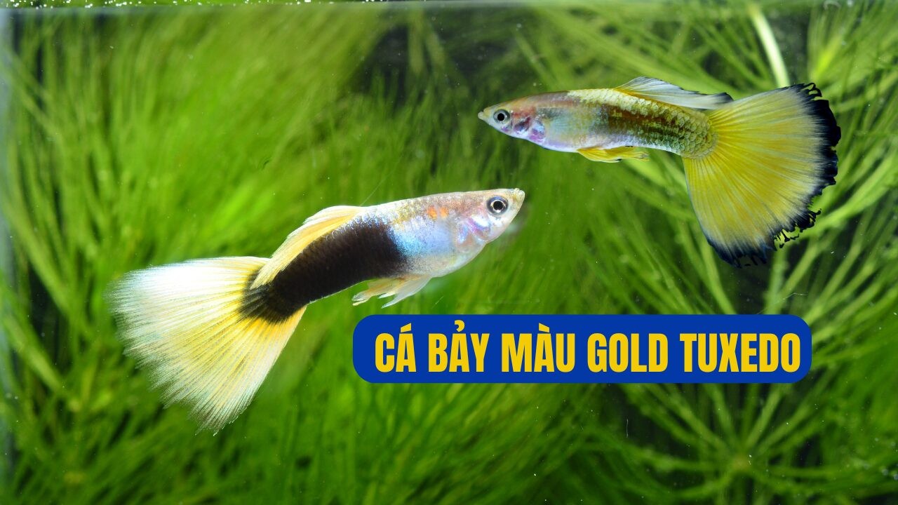 Cá bảy màu Gold Tuxedo với kiểu màu áo vest