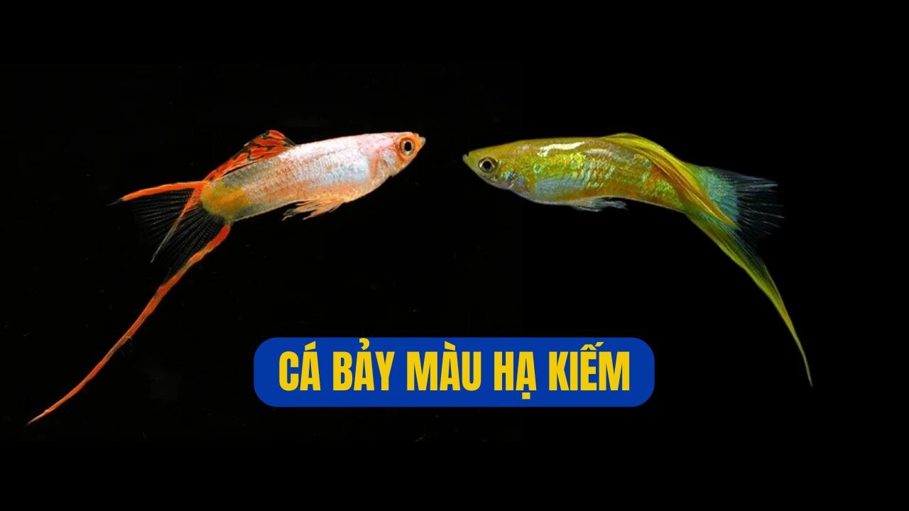Cá bảy màu hạ kiếm với đuôi dưới kéo dài lạ mắt