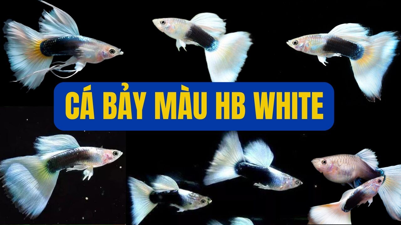 Cá bảy màu HB White với đuôi trắng tinh khôi