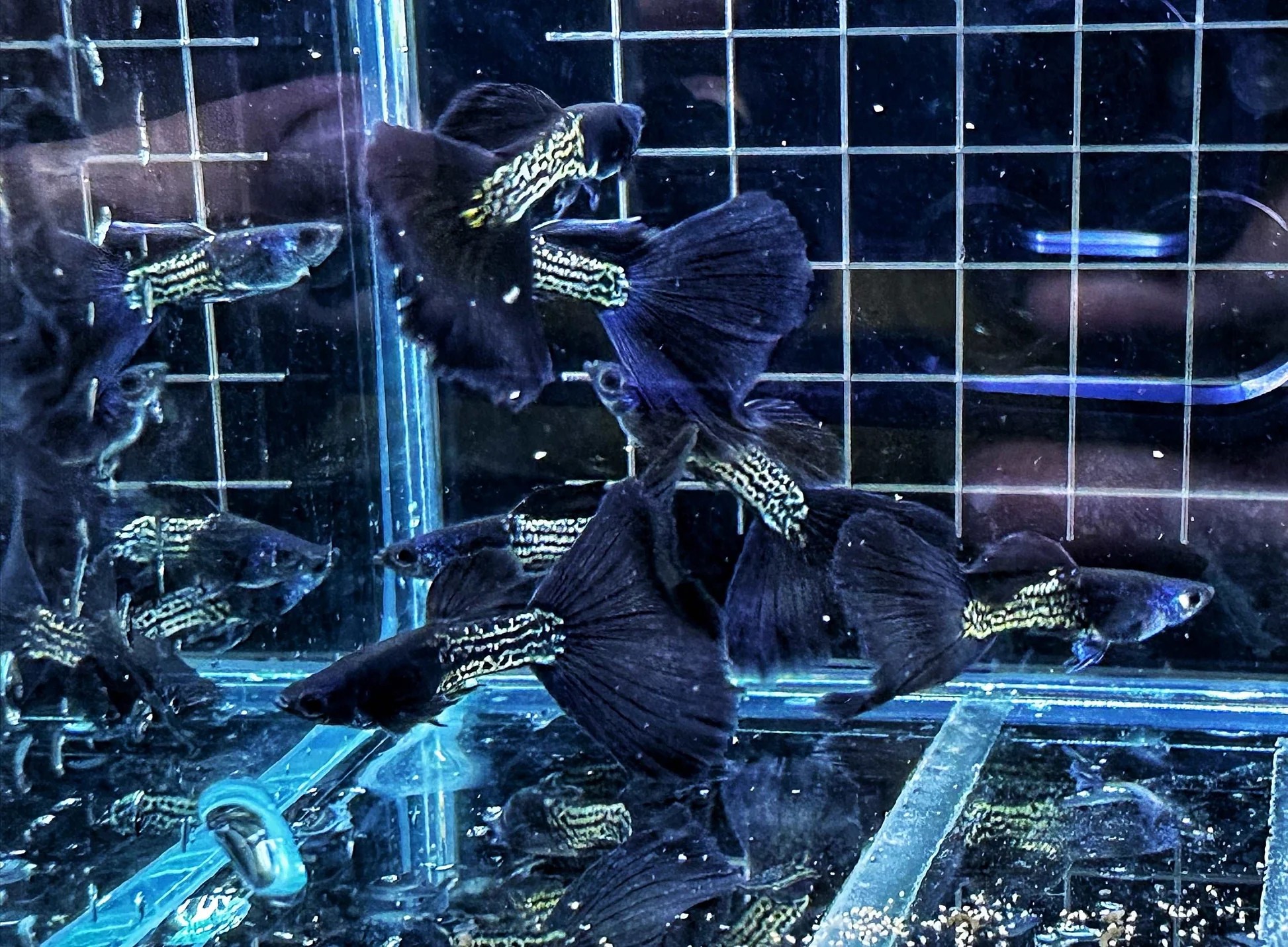 Cá bảy màu Metal Black Tail đầy cá tính