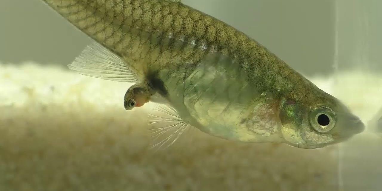 Cá Bảy Màu Ăn Con: Tại Sao Cá Mẹ Lại Ăn Thịt Cá Con Và Cách Khắc Phục Hiệu Quả? ca bay mau sinh san 1