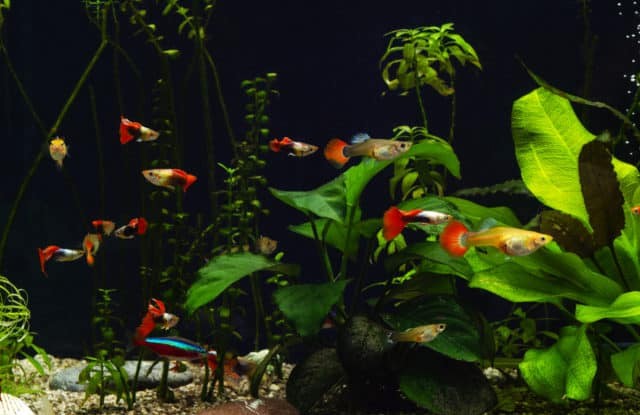 Bổ sung thực vật thủy sinh làm nơi trú ẩn cho cá con