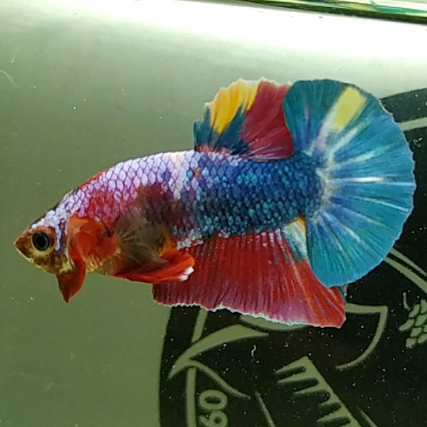 Cận cảnh cá betta Koi Candy đẹp mắt