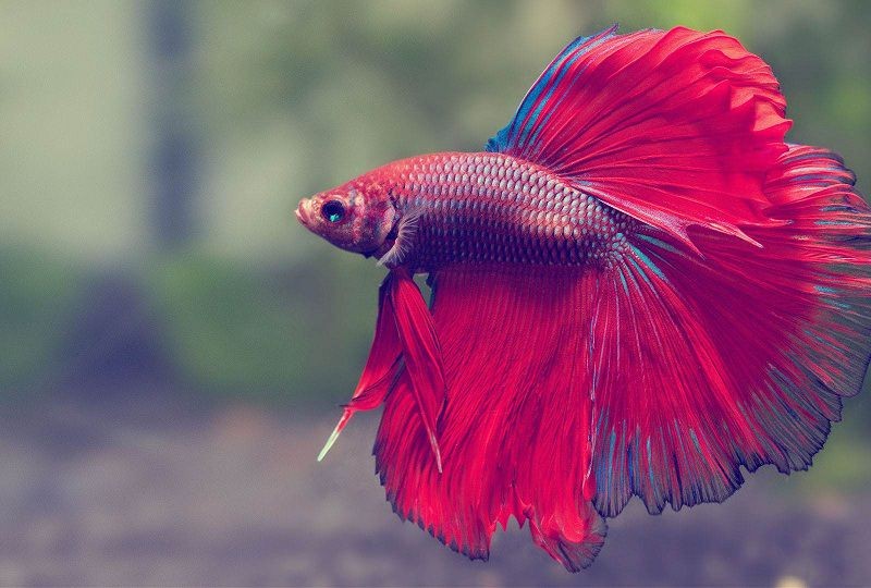 Cá Betta Super Red màu đỏ rực rỡ