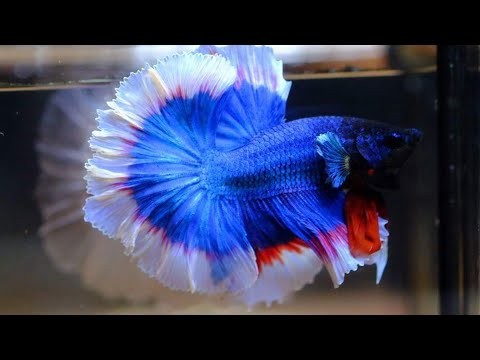 Môi trường sống ảnh hưởng lớn đến tuổi thọ của cá Betta