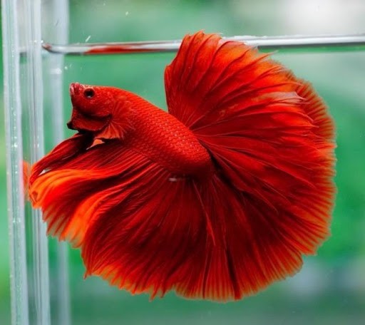 Cá Betta Rồng với vây đuôi ấn tượng