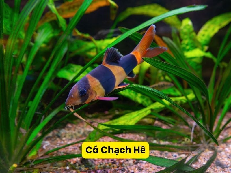 Cá Chạch Hề sặc sỡ