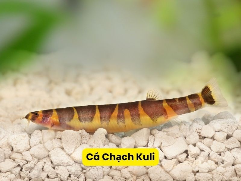 Cá Chạch Kuli với màu sắc độc đáo