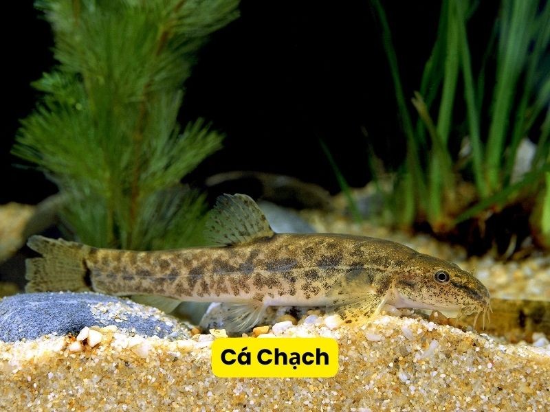 Cá Chạch hoạt động ở tầng đáy giúp tránh xung đột với cá vàng
