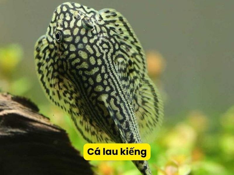 Cá lau kiếng là chuyên gia vệ sinh bể cá hiệu quả