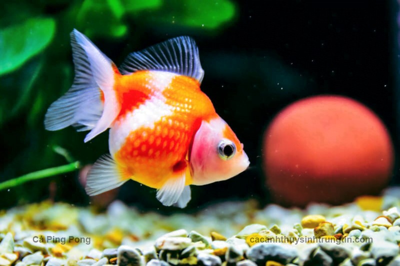 Cá Pingpong tròn trịa đáng yêu
