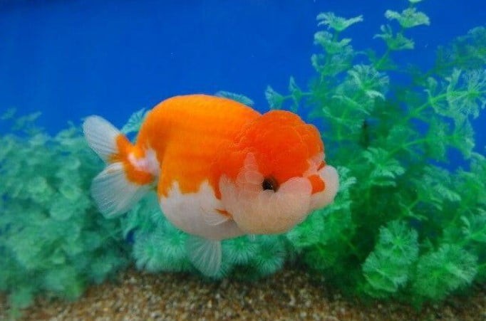 Cá Ranchu - Vua của các loài cá vàng