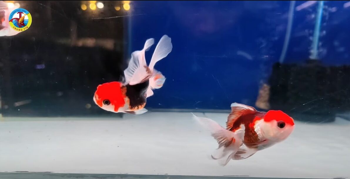 Hình ảnh minh họa giống cá vàng Oranda thường bị nhầm lẫn