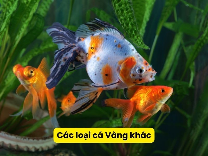 Lựa chọn cá tầng đáy là giải pháp thông minh khi nuôi chung với cá ba đuôi