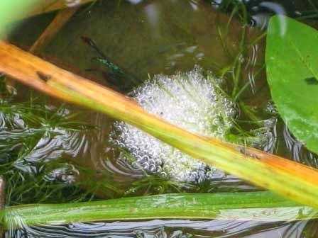 cach ep ca betta cho nguoi moi bat dau 1