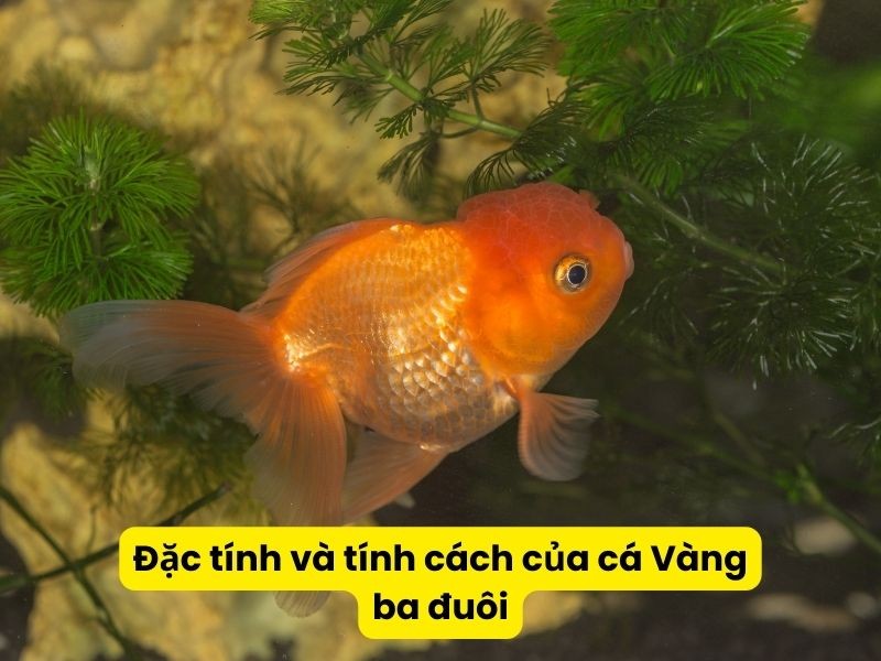 Đặc tính dễ thích nghi và ăn tạp của cá vàng ba đuôi trong bể thủy sinh