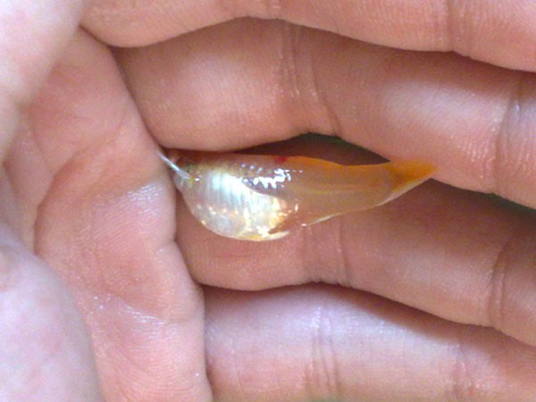 dau hieu ca bay mau sap chet2 1