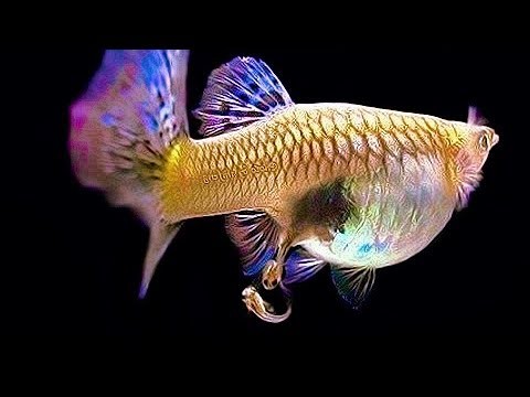 Cận cảnh cá bảy màu cái đang mang thai sắp sinh