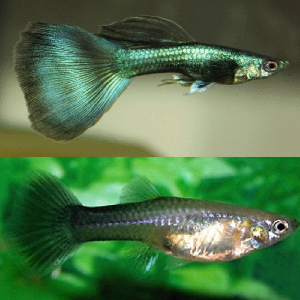 Cá bảy màu Green Moscov xanh lục bảo