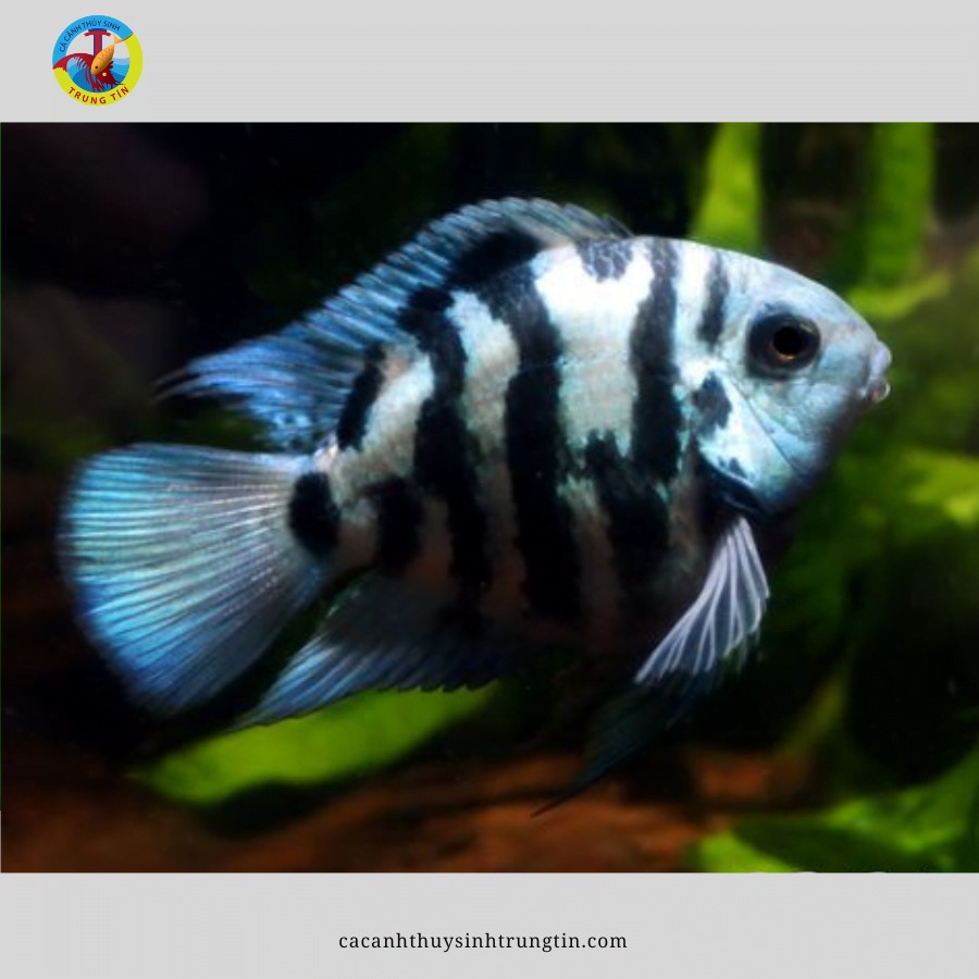 Cá két panda - loài không nên nuôi chung với cá ba đuôi