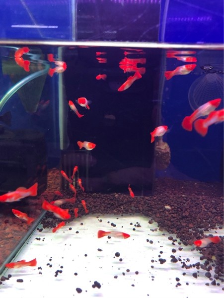 Cá Bảy màu Koi Red đẹp mắt