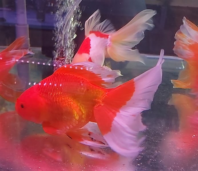 Cá ba đuôi đầu lân đẹp mắt