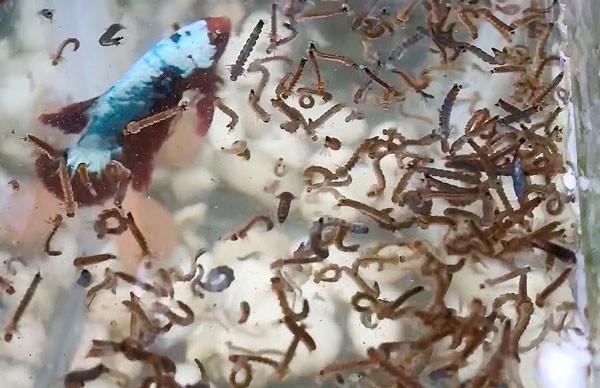 Lăng quăng kích thích sự sung mãn cho cá Betta