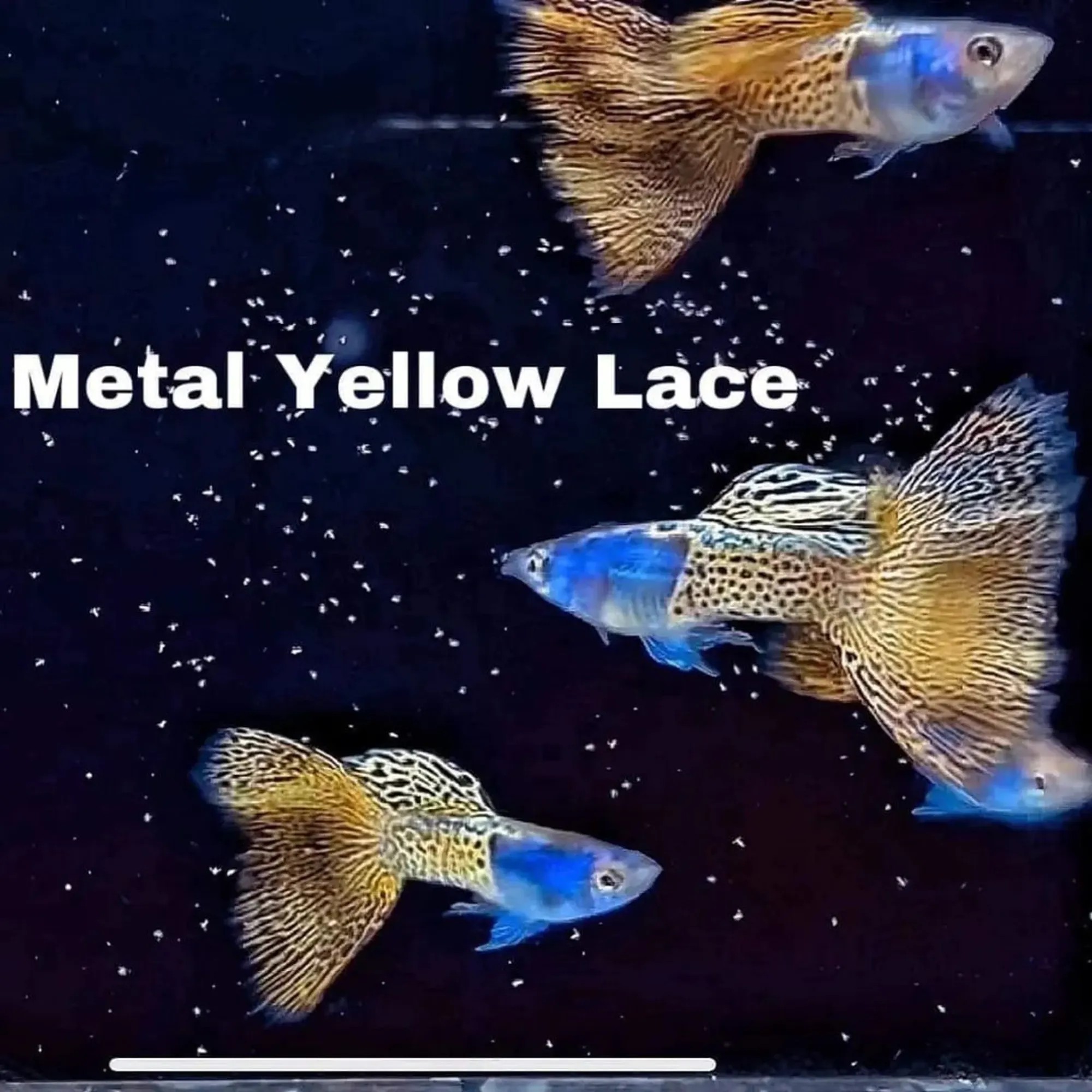 Cá bảy màu Metal Yellow Lace Guppy