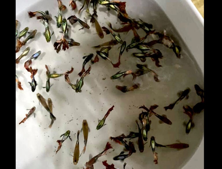 Nếu được chăm sóc tốt, chúng có thể sinh sản, nhân giống trong vòng từ 2-3 tháng