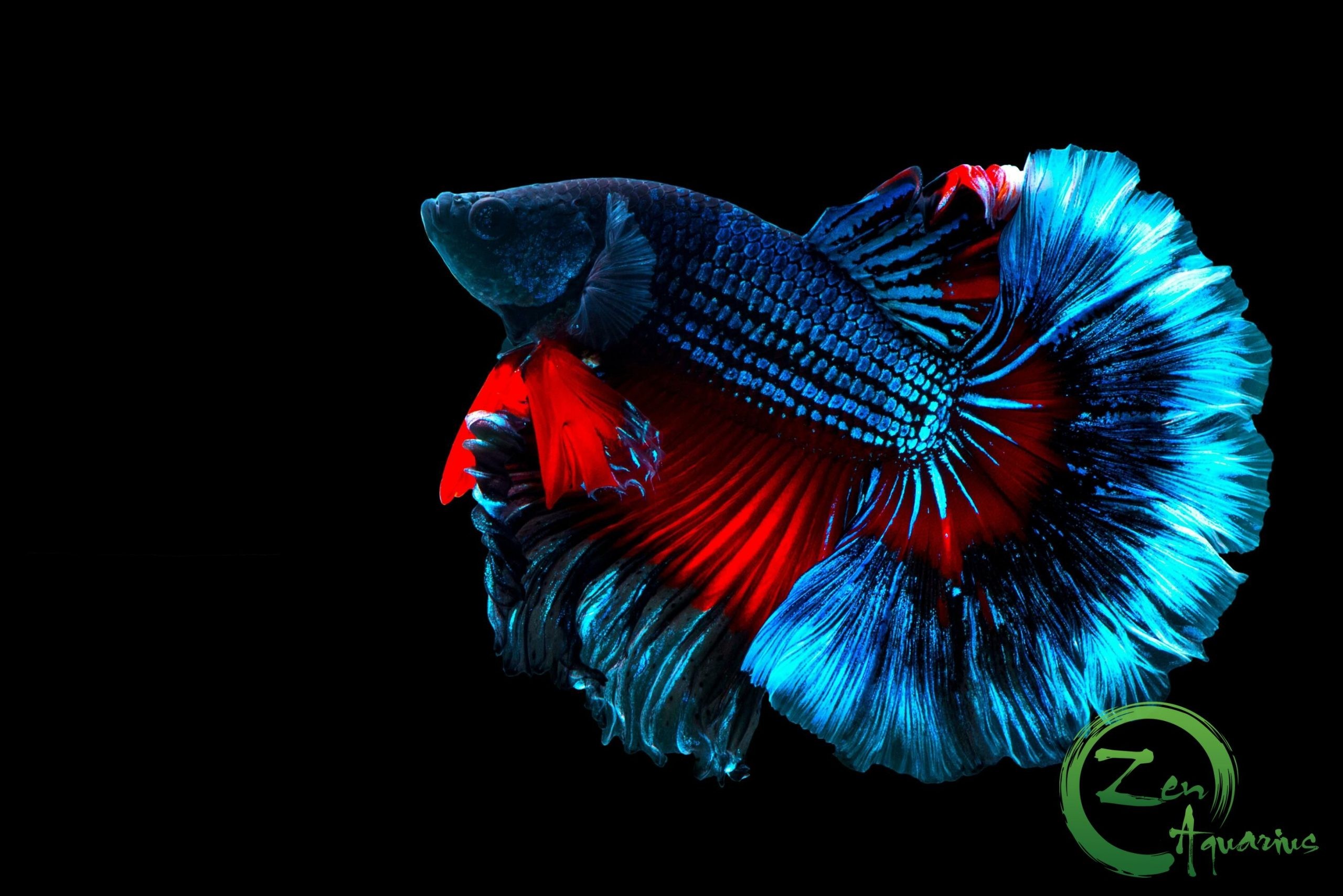 nuoi ca betta khong chet ma ban nen biet scaled 1