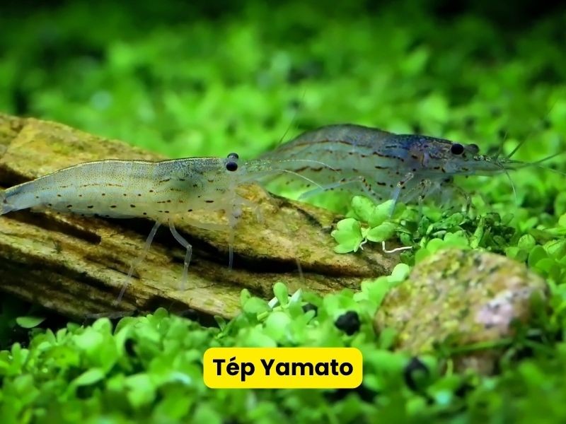 Tép Yamato cần có kích thước lớn để tránh bị cá vàng ăn thịt