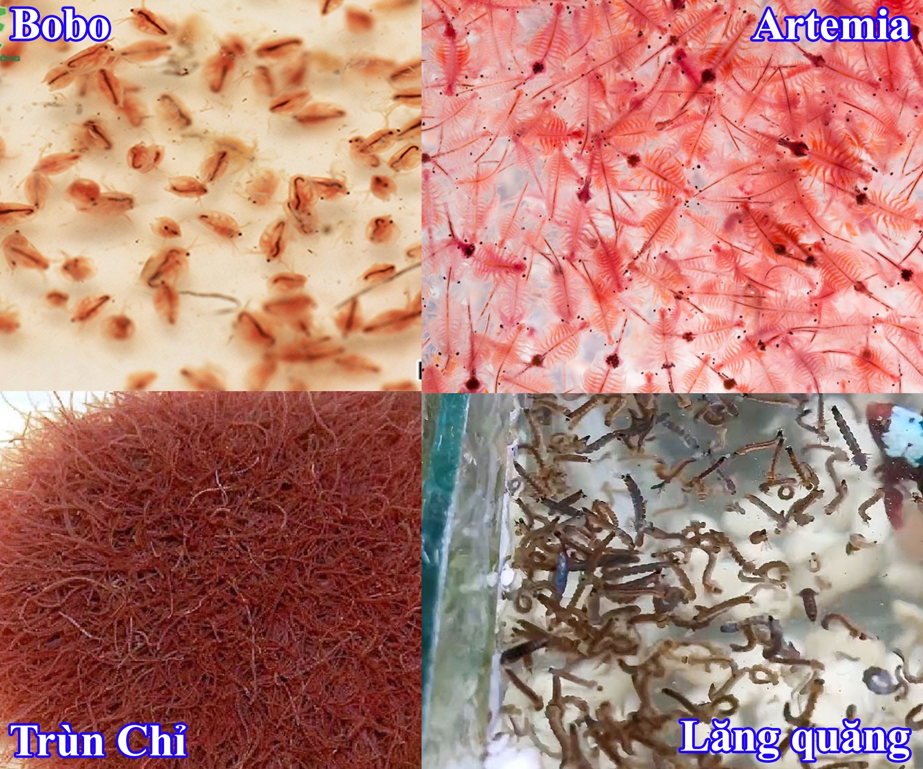 thuc an cho ca betta 1