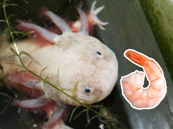 Tôm và các loại thịt xay nhuyễn cung cấp canxi giúp cá chắc khỏe