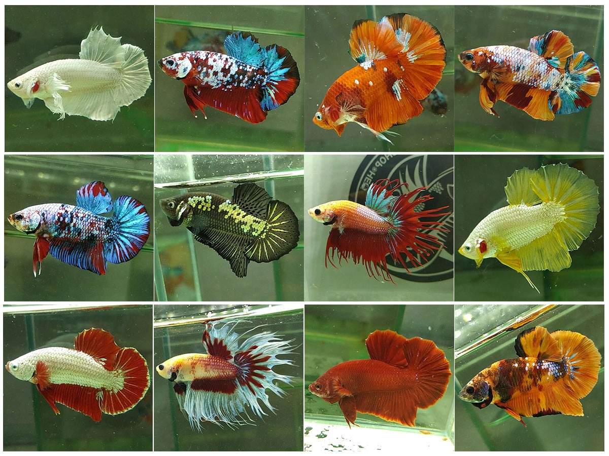 Bảng Giá Cá Betta Mới Nhất: Cập Nhật Chi Tiết Và Kinh Nghiệm Chọn Mua top list ca betta xiem lia thia dep so 1 viet nam 14 1