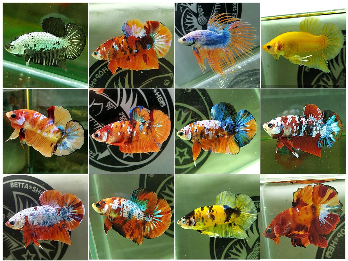 Tổng hợp những mẫu đang được săn lùng nhiều nhất