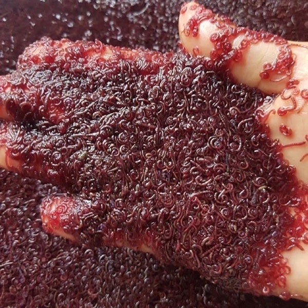 Trùn huyết giúp cá Betta hấp thu nhanh và mau lớn